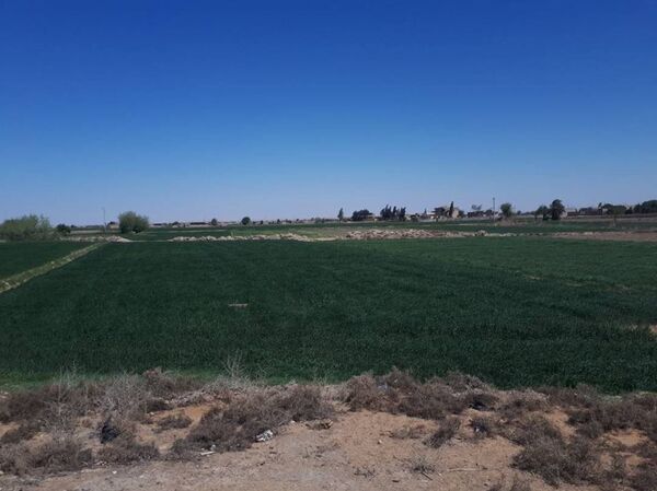 الزراعة في ريف دير الزور الغربي - سبوتنيك عربي