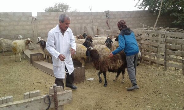 الزراعة في ريف دير الزور الغربي - سبوتنيك عربي