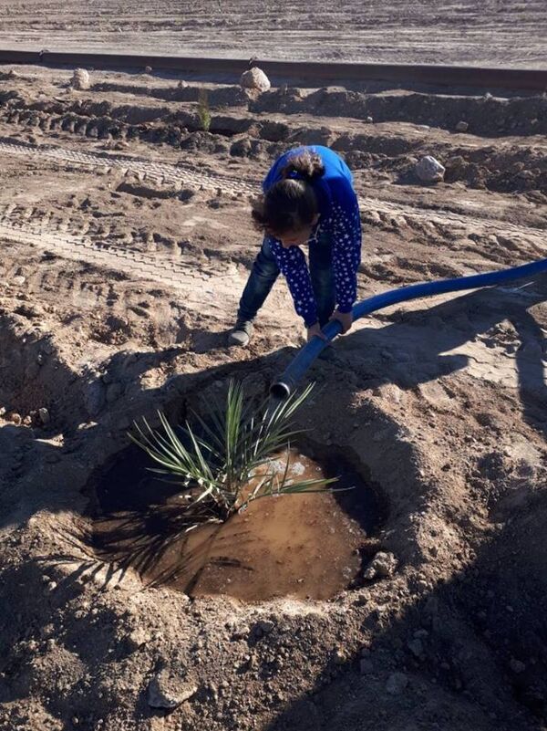 الزراعة في ريف دير الزور الغربي - سبوتنيك عربي