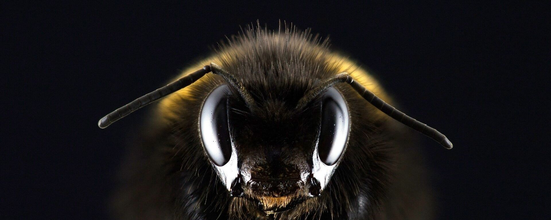 نحلة - سبوتنيك عربي, 1920, 14.06.2025