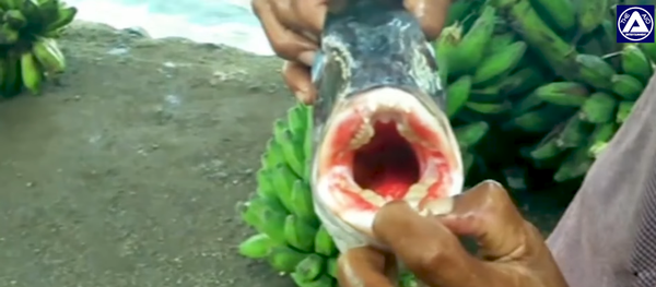 سمكة غريبة تمتلك أسنان بشرية - سبوتنيك عربي