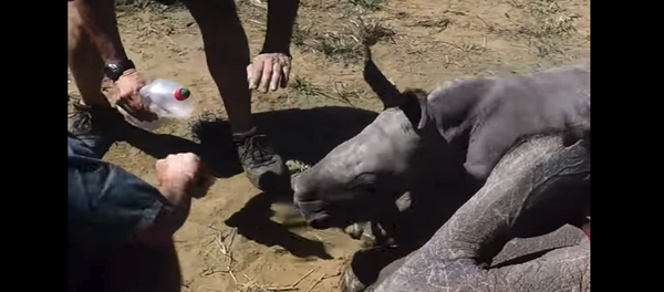 وحيد قرن يهاجم أطباء - سبوتنيك عربي