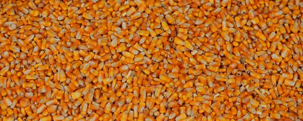 الذرة الصفراء - سبوتنيك عربي