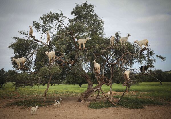 ماعز ترعى على أغصان أشجار أرغانيا سبينوزا، المعروفة باسم شجرة أرغان، في الصويرة، جنوب غربي المغرب 4 أبريل/ نيسان 2018 - سبوتنيك عربي