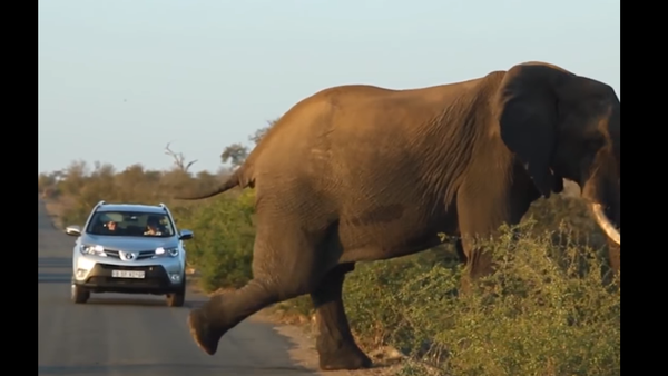 فيل يمارس اليوغا في منتصف الطريق - سبوتنيك عربي