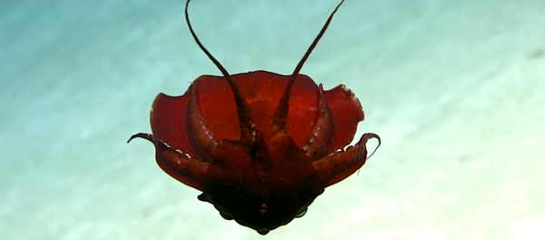 مخلوق غريب في خليج المكسيك - سبوتنيك عربي