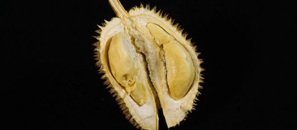 فاكهة الدوريان - سبوتنيك عربي