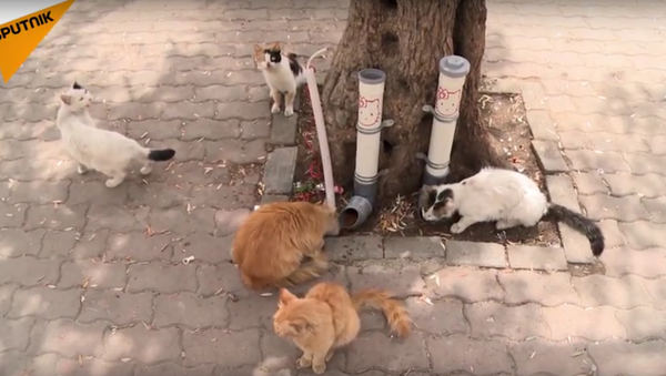 إطعام القطط - مبادرة خيرية جديدة في دمشق - سبوتنيك عربي