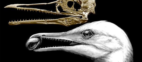 الإكثور أو طائر السمك - سبوتنيك عربي