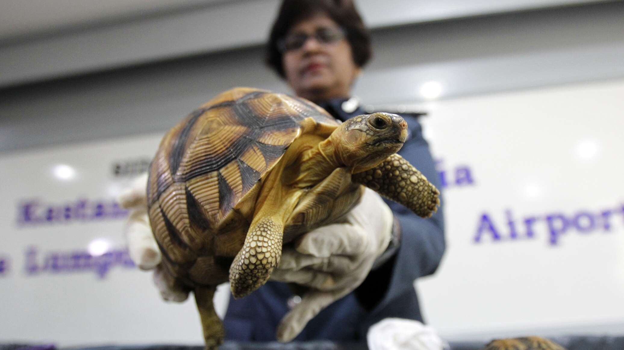 إعادة 150 سلحفاة عملاقة إلى جزيرة فلوريانا بعد قرن على اندثارها