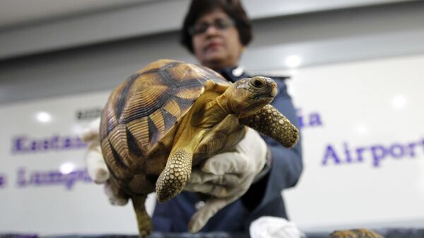 سلحفاة - سبوتنيك عربي