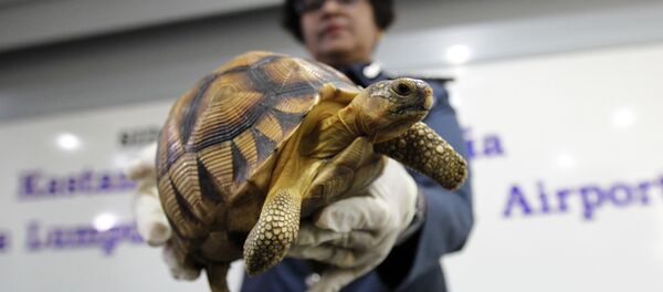 سلحفاة - سبوتنيك عربي