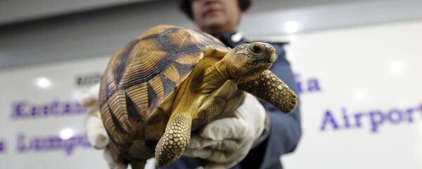 سلحفاة - سبوتنيك عربي