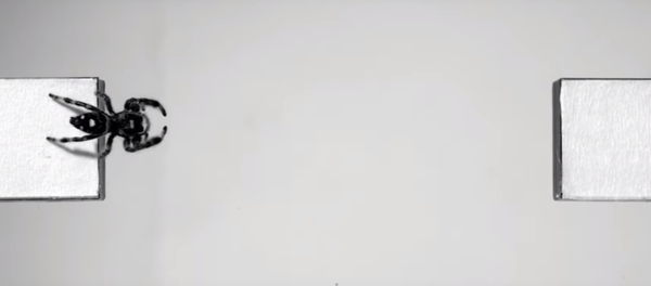 العلماء يروضون عنكبوت - سبوتنيك عربي