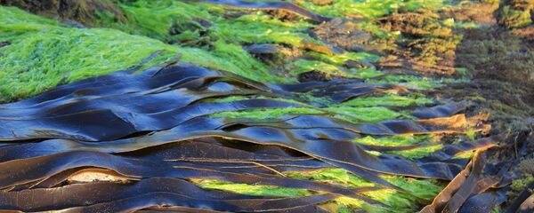 طحالب طحالب - سبوتنيك عربي