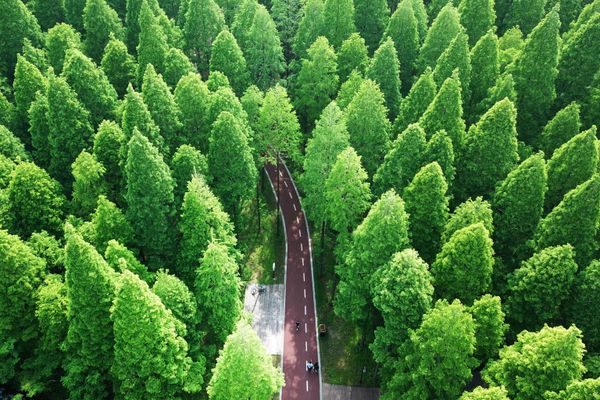 مشهد يطل على غابة يلو سي ناشونال فوريست بارك (Yellow Sea National Forest Park) في دونغتاي، شرق الصين - سبوتنيك عربي
