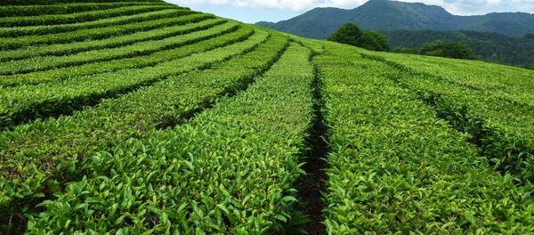 مزارع ماتسيستينسكي تشاي في منطقة خوستينسكي بسوتشي - سبوتنيك عربي