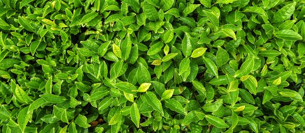 مزارع ماتسيستينسكي تشاي في منطقة خوستينسكي بسوتشي - سبوتنيك عربي