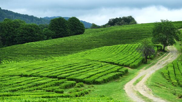 مزارع ماتسيستينسكي تشاي في منطقة خوستينسكي بسوتشي مزارع ماتسيستينسكي تشاي في منطقة خوستينسكي بسوتشي - سبوتنيك عربي