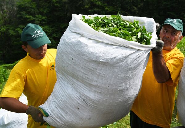 مزارع ماتسيستينسكي تشاي في منطقة خوستينسكي بسوتشي - سبوتنيك عربي