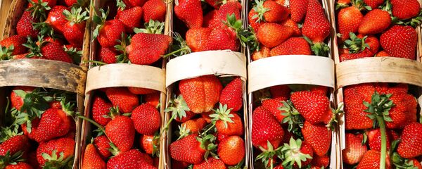 موسم حصاد الفراولة في كراسنودارسكي كراي، روسيا موسم حصاد الفراولة في كراسنودارسكي كراي، روسيا - سبوتنيك عربي