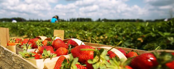 موسم حصاد الفراولة في كراسنودارسكي كراي، روسيا - سبوتنيك عربي