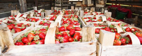 موسم حصاد الفراولة في كراسنودارسكي كراي، روسيا - سبوتنيك عربي