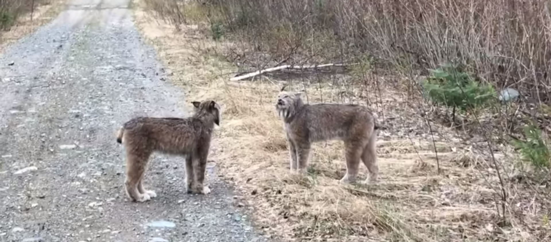 مشادة كلامية بين حيواني الوشق - سبوتنيك عربي, 1920, 22.05.2018