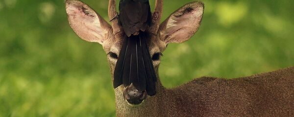 طائر يجلس على رأس غزال أبيض الذيل في سان خوسيه فيلانويفا، على بعد 25 كم جنوب غرب سان سلفادور ، في 21 مايو/ أيار 2018 - سبوتنيك عربي