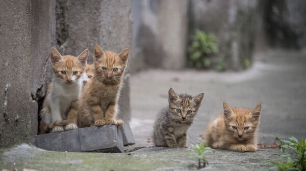 خمس قطط صغيرة في شارع في شنغهاي، 28 مايو/ أيار 2018 - سبوتنيك عربي