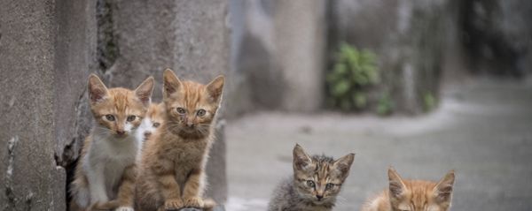 خمس قطط صغيرة في شارع في شنغهاي، 28 مايو/ أيار 2018 خمس قطط صغيرة في شارع في شنغهاي، 28 مايو/ أيار 2018 - سبوتنيك عربي
