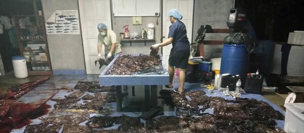 حوت نفق في تايلاند حوت نفق في تايلاند - سبوتنيك عربي