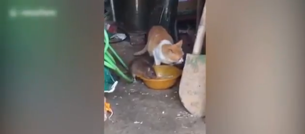 جرذ كبير يستولي على طعام القط أمام عينيه - سبوتنيك عربي