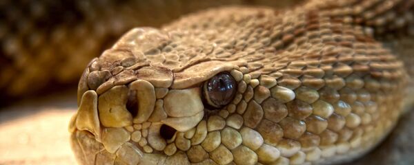 العلماء يقدمون تفسيرا كيف يمكن لرأس أفعى مقطوع أن يلدغ شخصا ويقتله العلماء يقدمون تفسيرا كيف يمكن لرأس أفعى مقطوع أن يلدغ شخصا ويقتله - سبوتنيك عربي