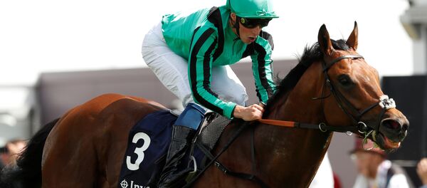 خيل خلال سباق في بريطانيا - سبوتنيك عربي