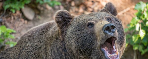 معركة مميتة بين دب وصائد أسماك روسي - سبوتنيك عربي