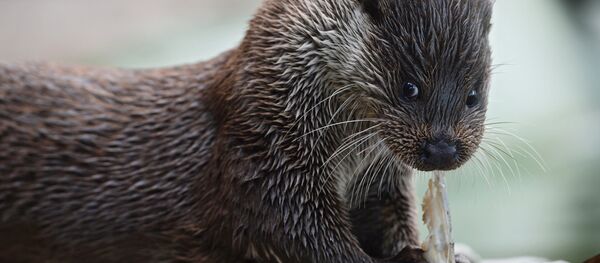ثعلب الماء - سبوتنيك عربي