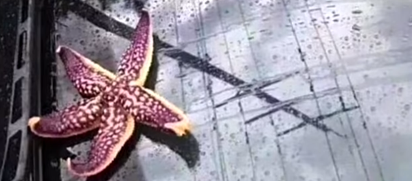 نجمة بحر - سبوتنيك عربي