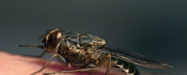 ذبابة - سبوتنيك عربي