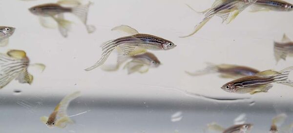 العلماء الروس يثبتون سمية جسيمات الفضة النانوية العلماء الروس يثبتون سمية جسيمات الفضة النانوية - سبوتنيك عربي