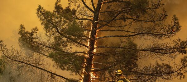 حرائق هائلة في كاليفورنيا، الولايات المتحدة 1 يوليو/ تموز 2018 - سبوتنيك عربي