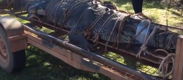 بعد 8 سنوات من التربص... صيد تمساح عملاق - سبوتنيك عربي