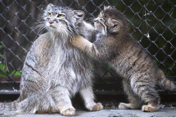 أنثى القط من فصيلة مانولا مع هرير صغير التي ولدت في مايو/ أيار 2018، في الهواء الطلق بحديقة الحيوان باسم ر. أ. شيلة في نوفوسيبيرسك - سبوتنيك عربي