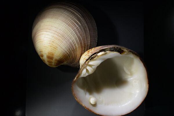 لؤلؤ قطري  - سبوتنيك عربي