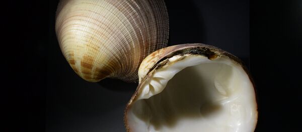 لؤلؤ قطري - سبوتنيك عربي