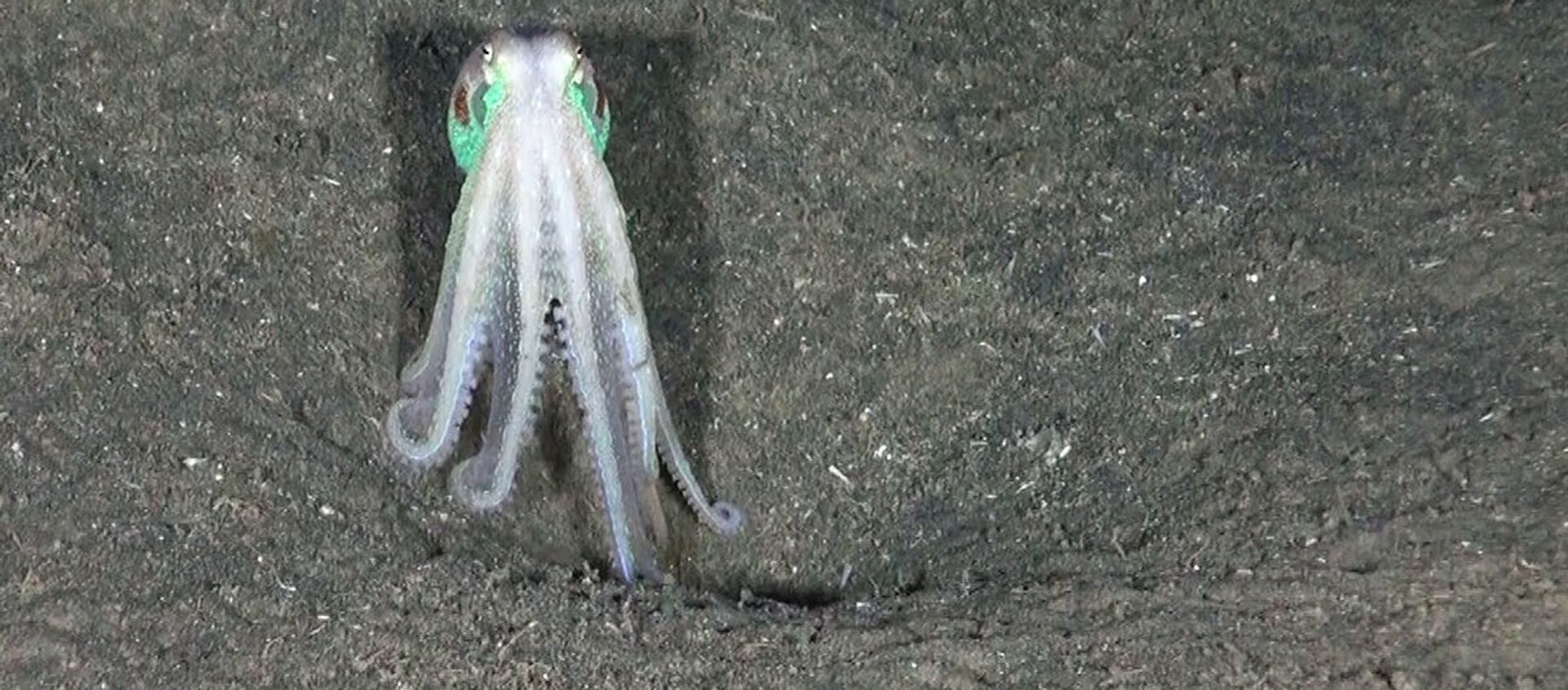 أخطبوط ماسكي (Eledone moschata( . سيكا دي بيتشي، الجزر الأيولية، صقلية ، إيطاليا. بعثة الجزر الأيولية، 2018 - سبوتنيك عربي, 1920, 26.04.2021