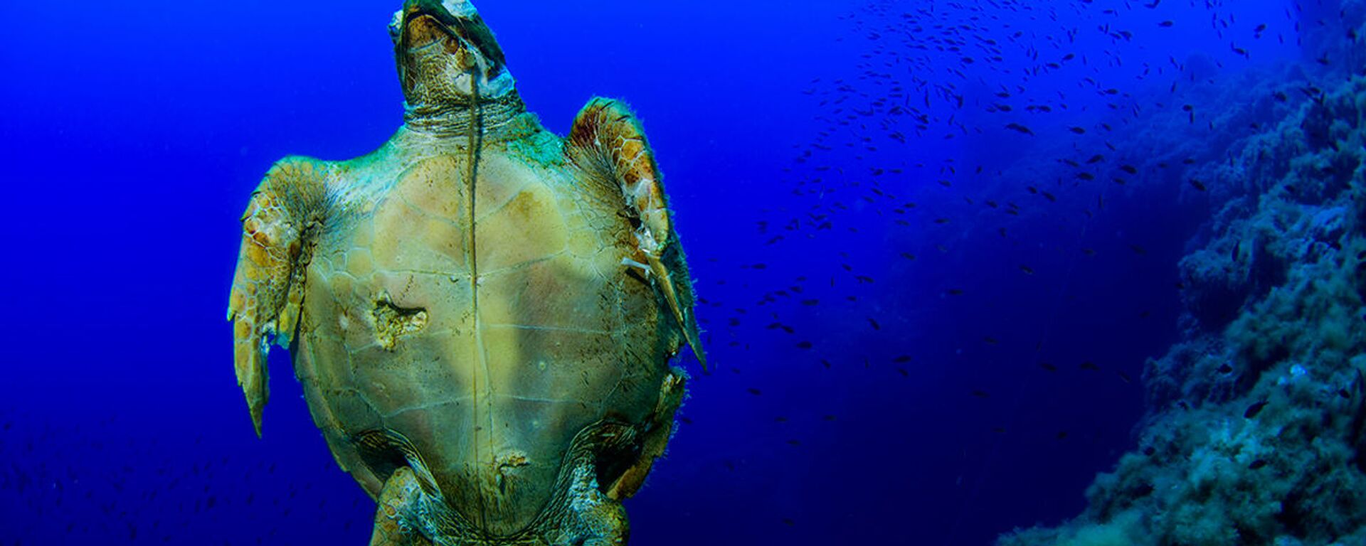 سلحفاة بحرية ضخمة الرأس (Caretta caretta) بونتا سيلا كاستانا ، ليباري، الجزر الأيولية، صقلية، إيطاليا - سبوتنيك عربي, 1920, 21.07.2019