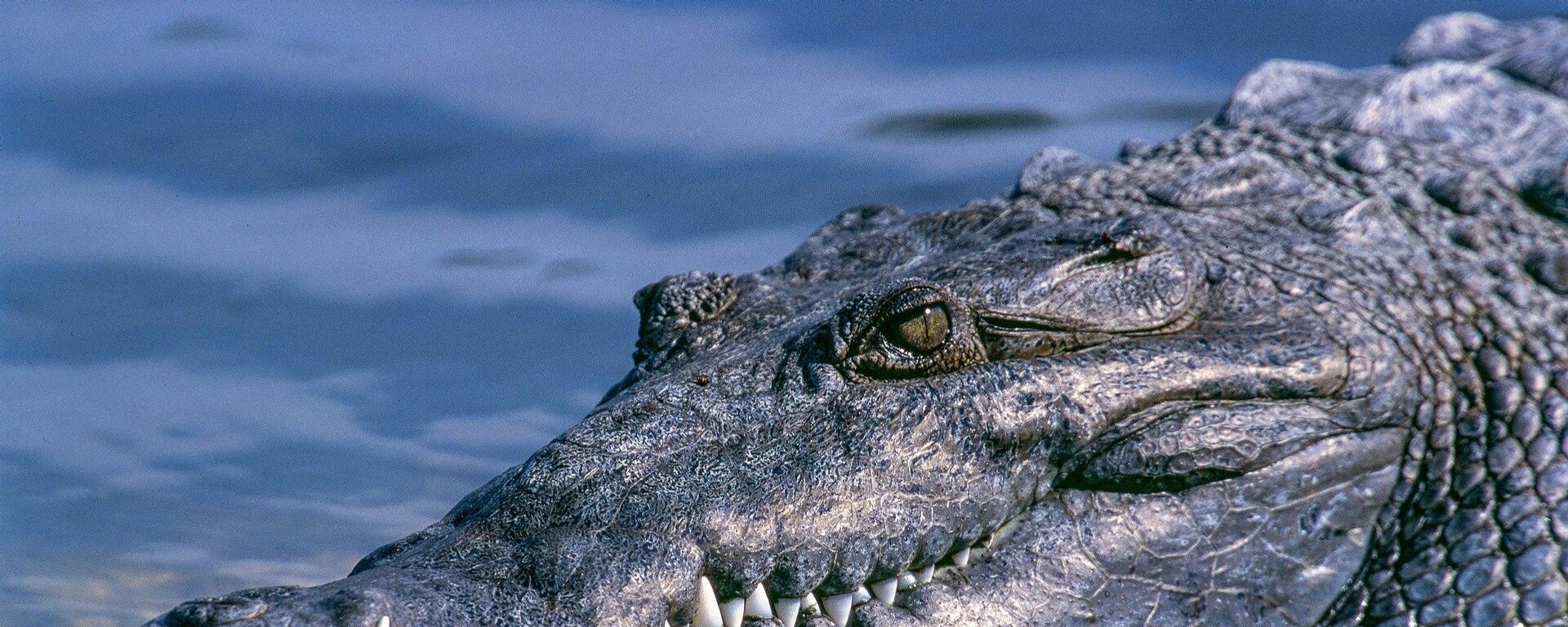 تمساح ضخم يمنع مرور سيارة في أستراليا  - سبوتنيك عربي, 1920, 04.08.2023