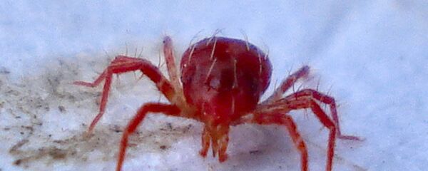 القراد المفترس من فصيلة (أسرة) - سبوتنيك عربي
