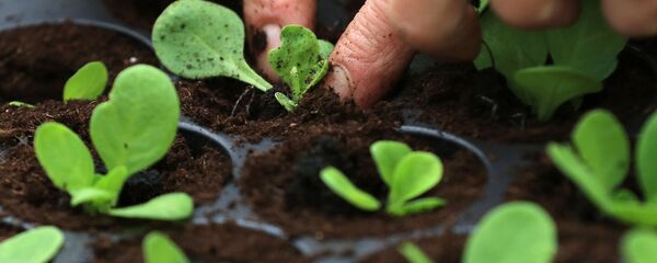موظفة نباتات الحضانة النباتية  تزرع الشتلات الزراعية - سبوتنيك عربي